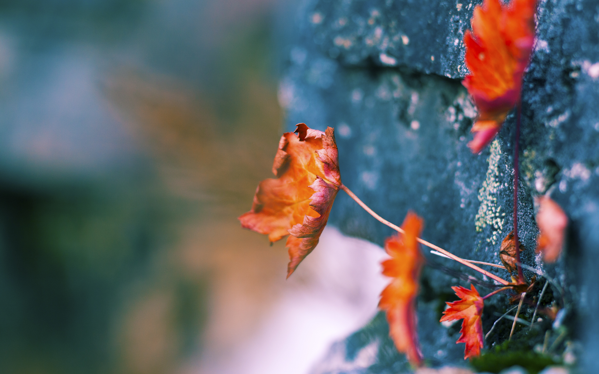 文班亚马,快船压制雷霆的胜负手