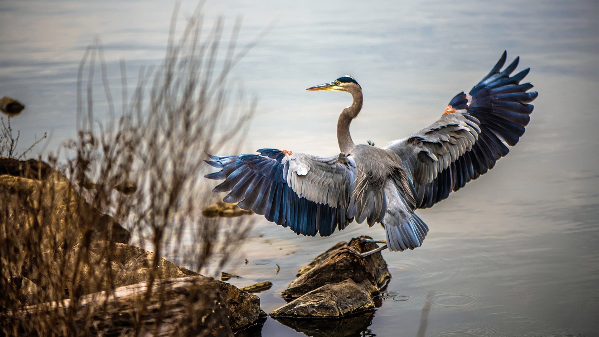 戈麦斯，一个名字与一场终结，在格拉斯哥的雨夜里重写命运