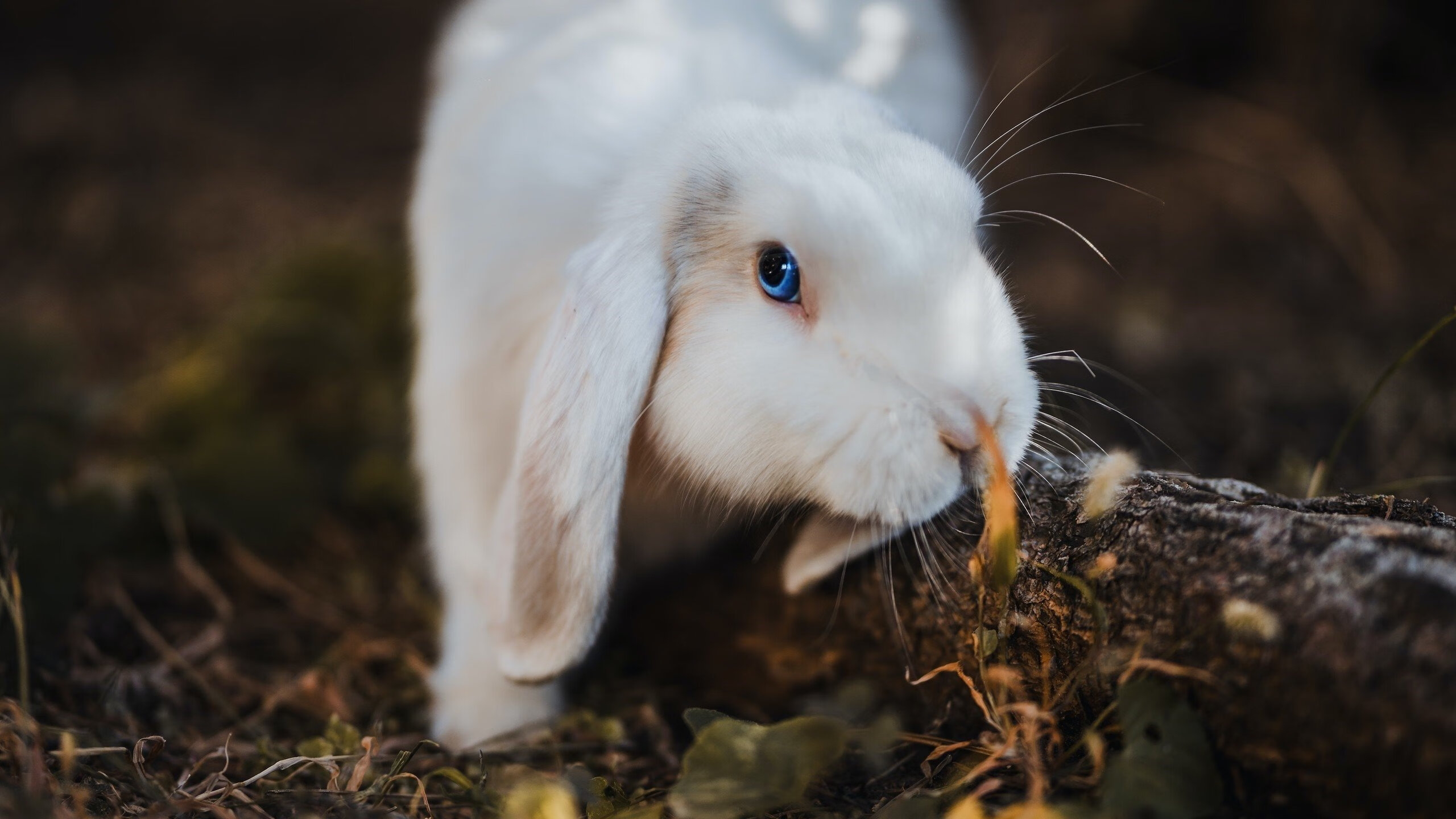 七分钟逆天攻防，配角英雄霍勒迪如何一锤定音摧毁国王