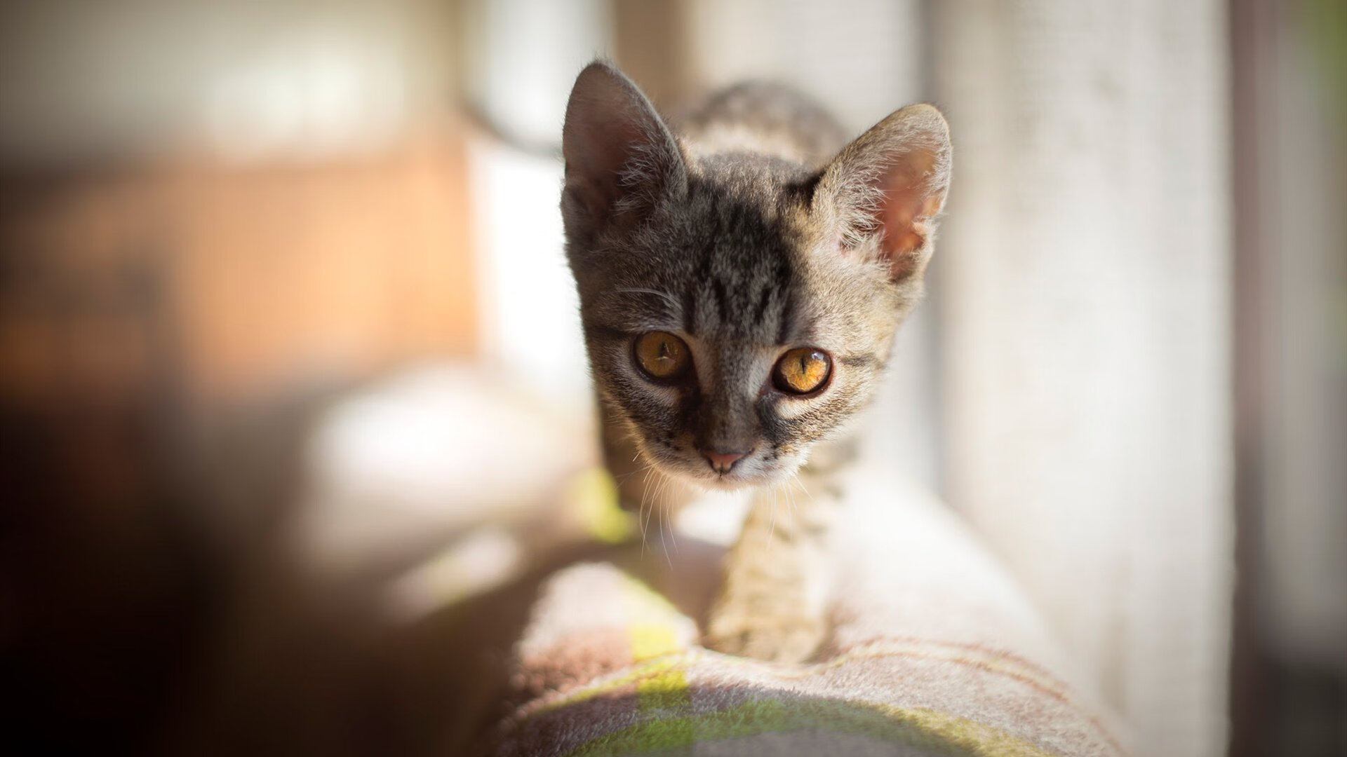 当猛龙锋刃遇上南粤铁骑，唯一性的破壁之战