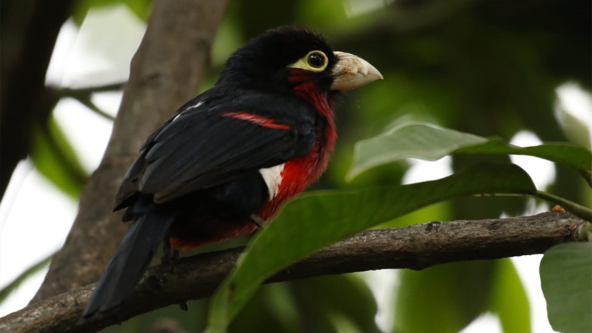 死神挽弓，哈登连续11分单骑锁胜局，篮网灼伤太阳