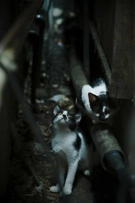 防守的艺术，从墨西哥城到CBA，窒息式胜利的时空交响